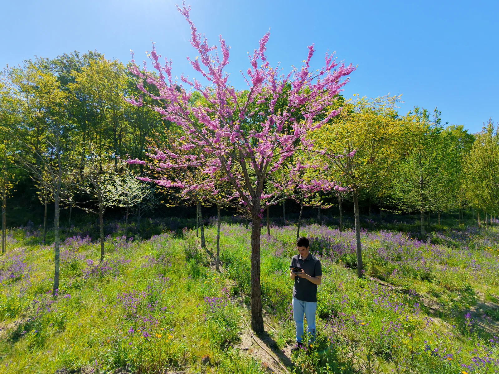 Cercis siliquastrum