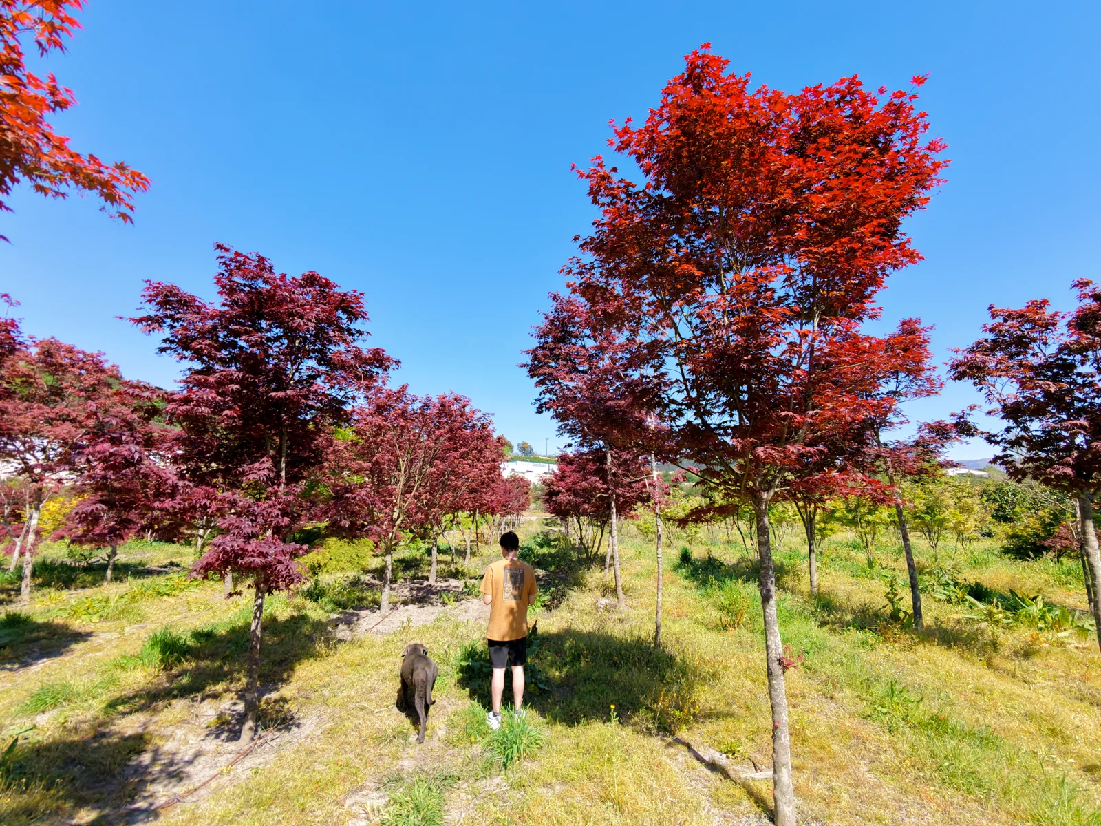 Acer palmatum 'Atropurpureum'