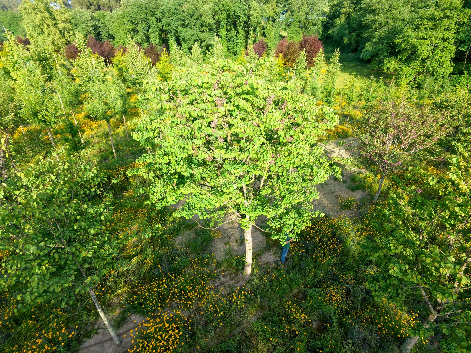 Cercis siliquastrum