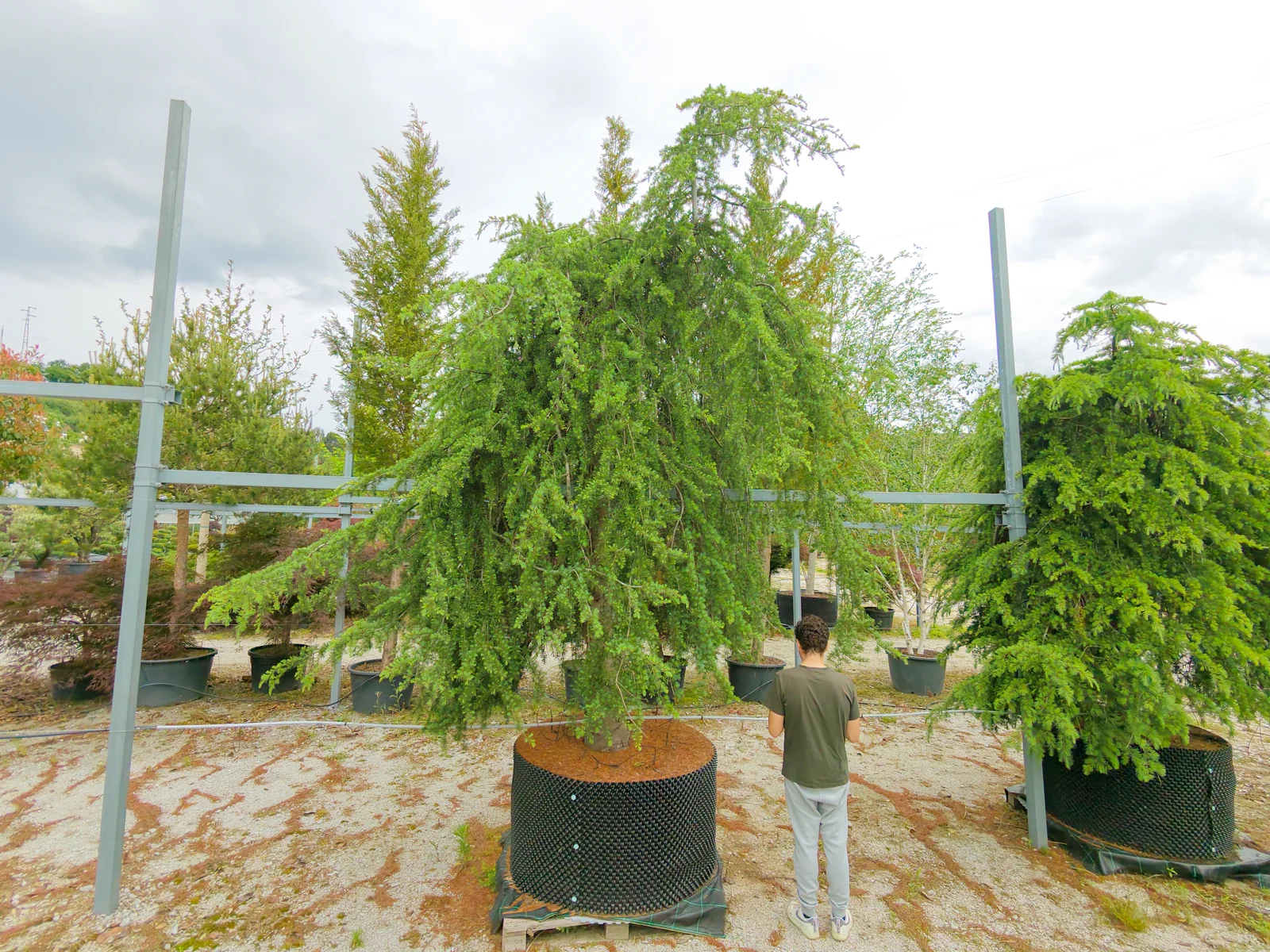 Cedrus deodara 'Pendula'