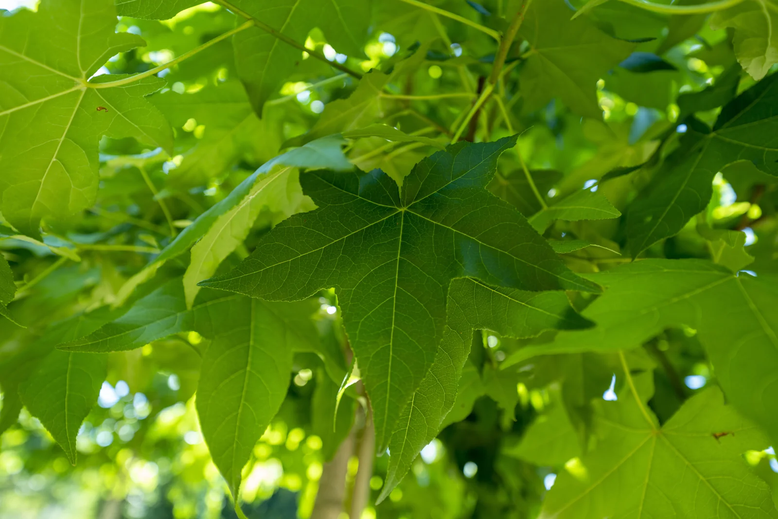 Liquidambar styraciflua