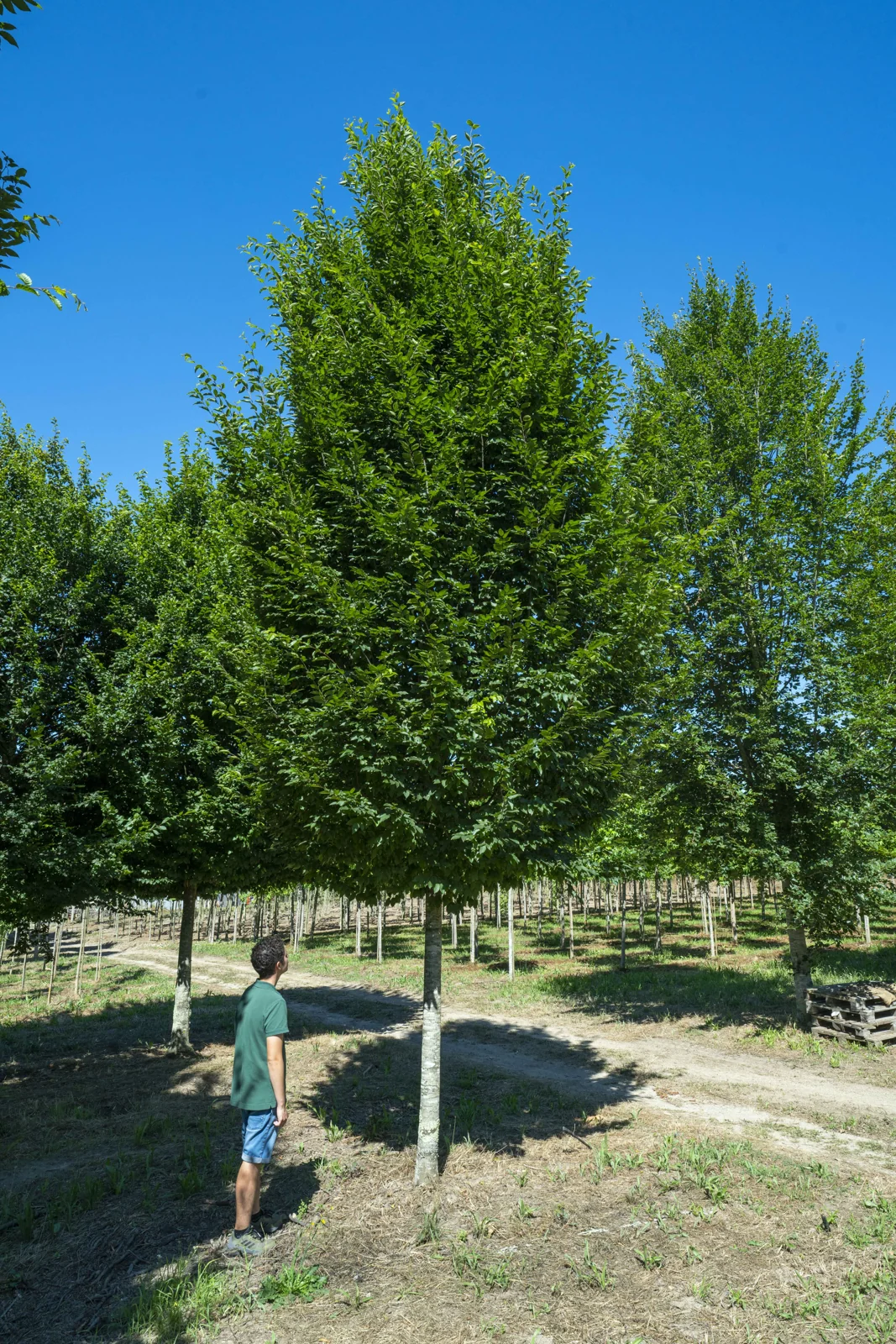 Carpinus betulus 'Fastigiata'