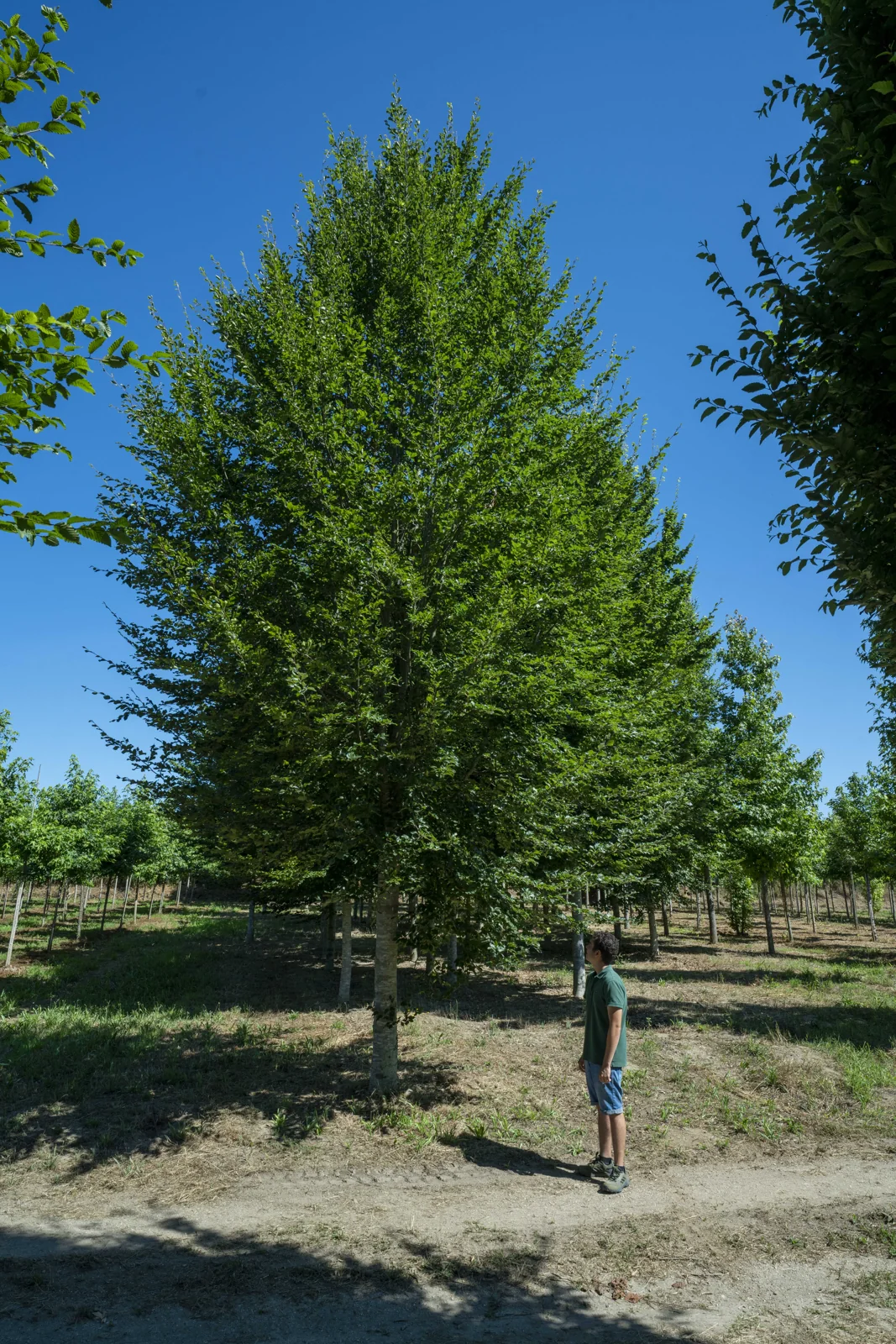 Fagus sylvatica