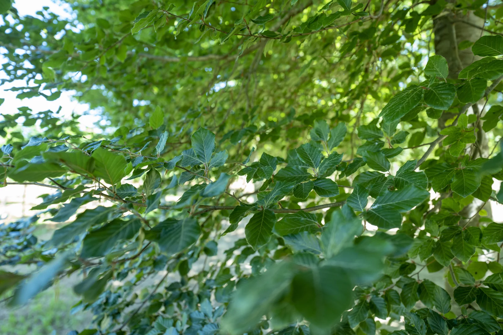 Fagus sylvatica
