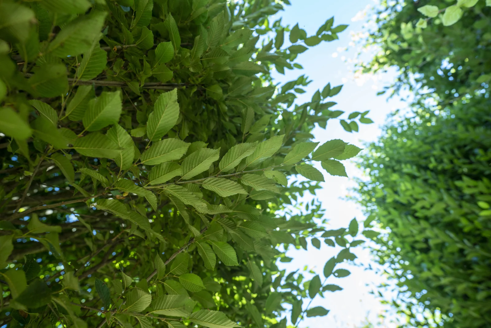 Carpinus betulus 'Fastigiata'