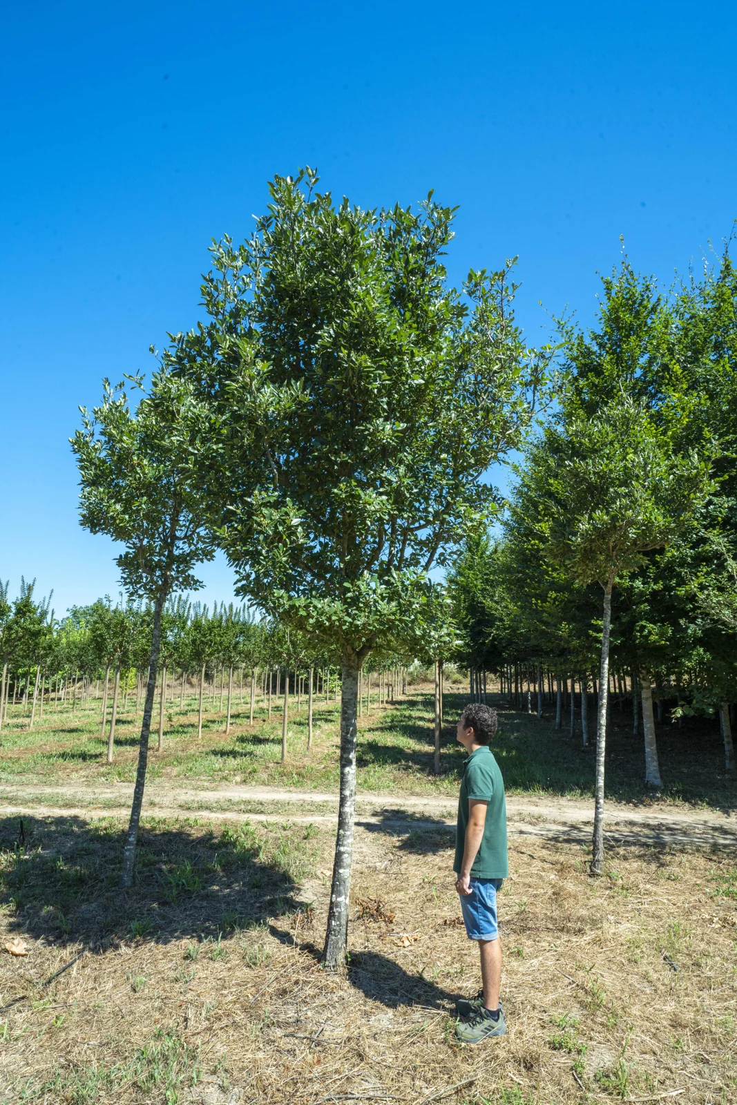 Crataegus x lavallei 'Carrierei'