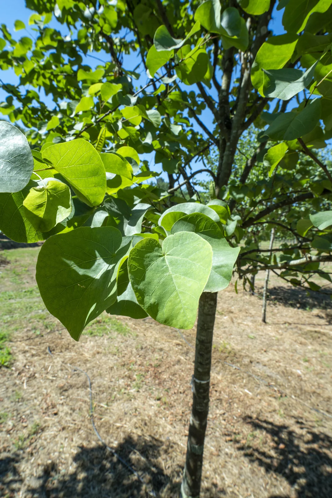 Cercis siliquastrum