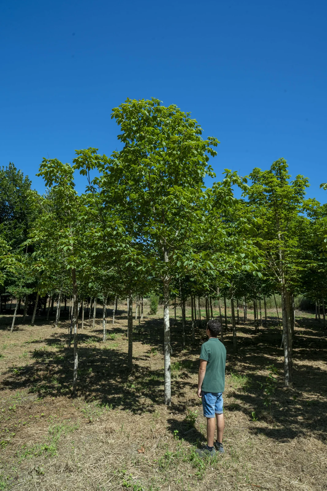 Castanheiro-da-índia-vermelho 'Briotii'