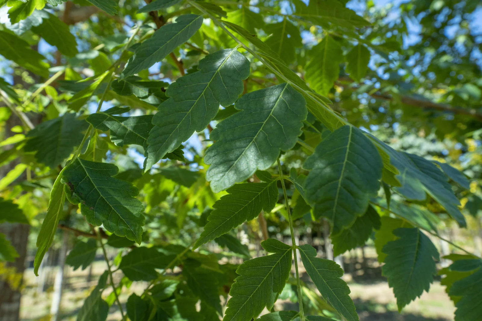 Koelreuteria paniculata