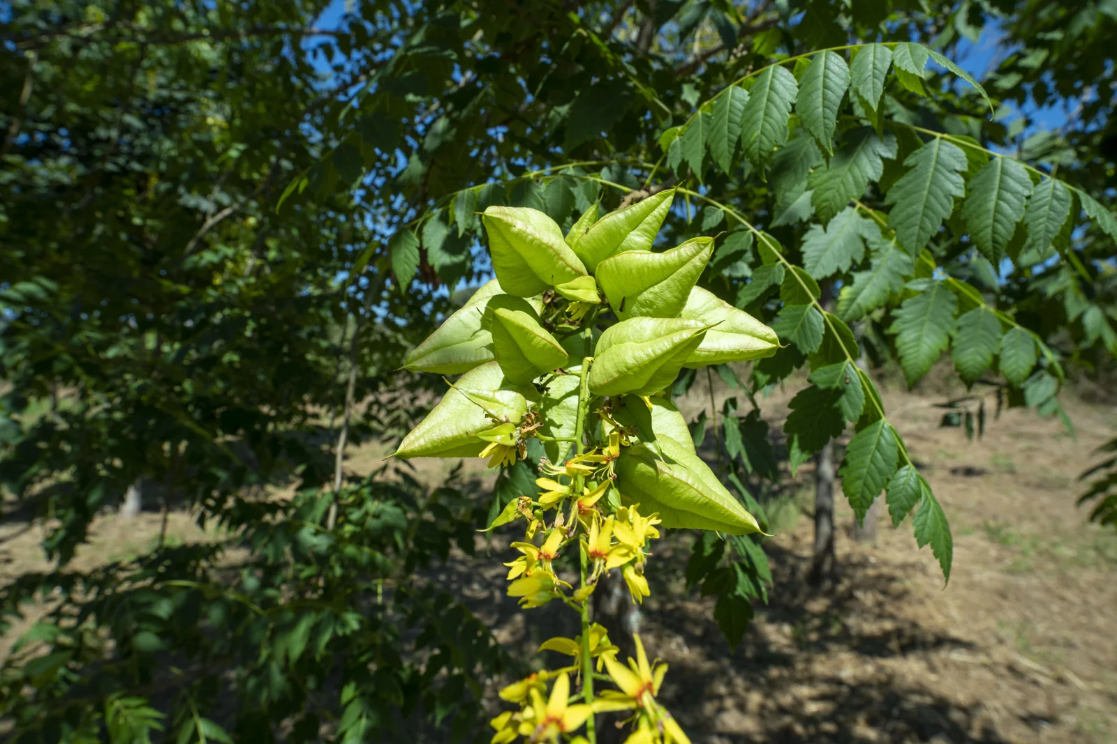 Koelreuteria paniculata