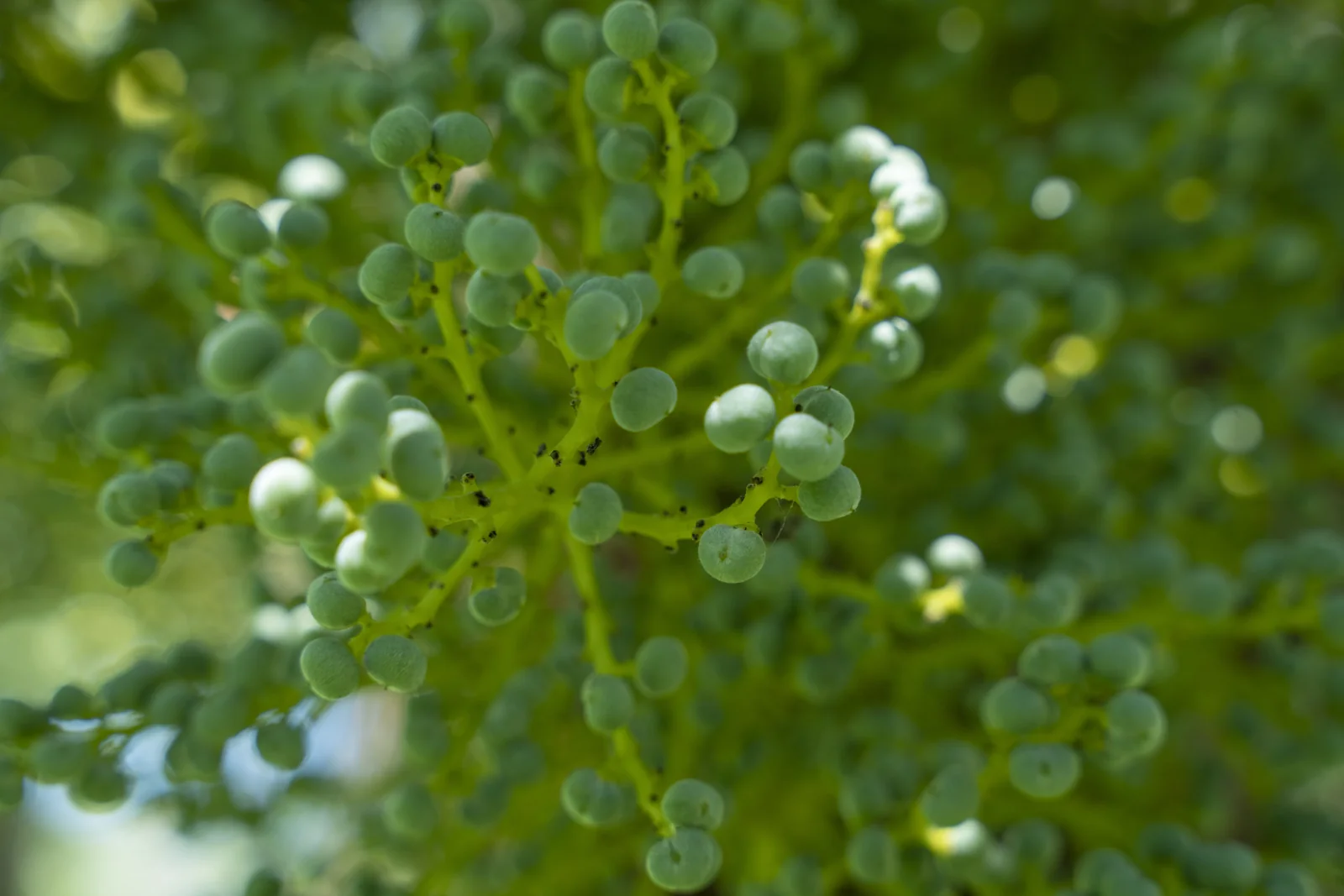 Chamaerops excelsa