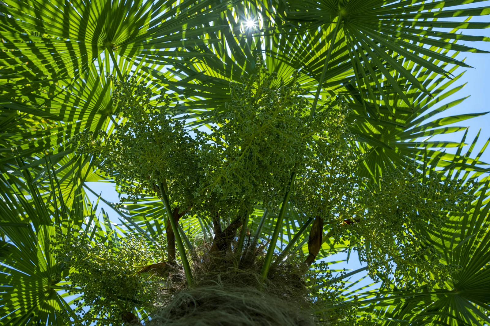 Chamaerops excelsa