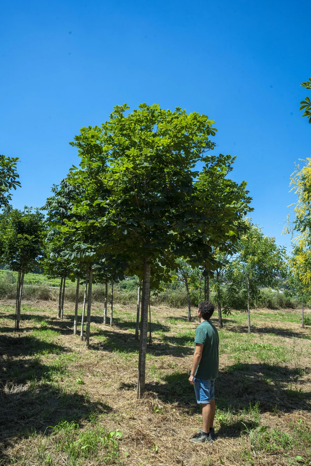 Aesculus hippocastaneum