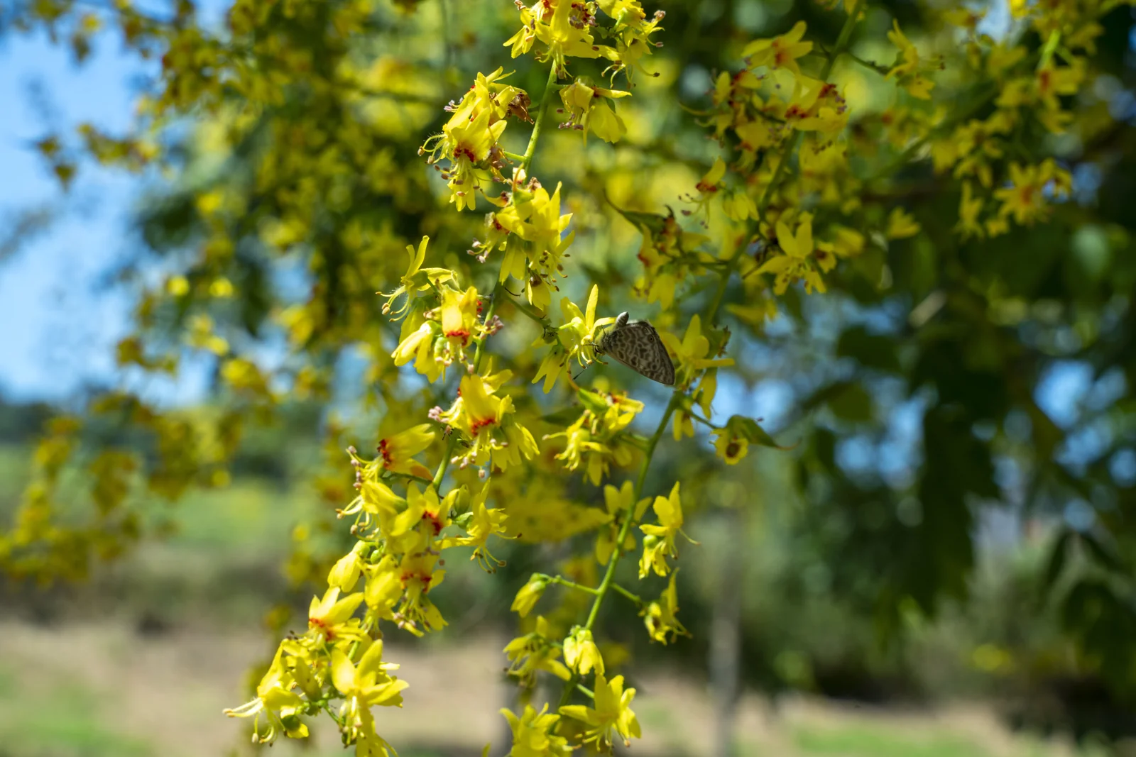 Koelreuteria paniculata