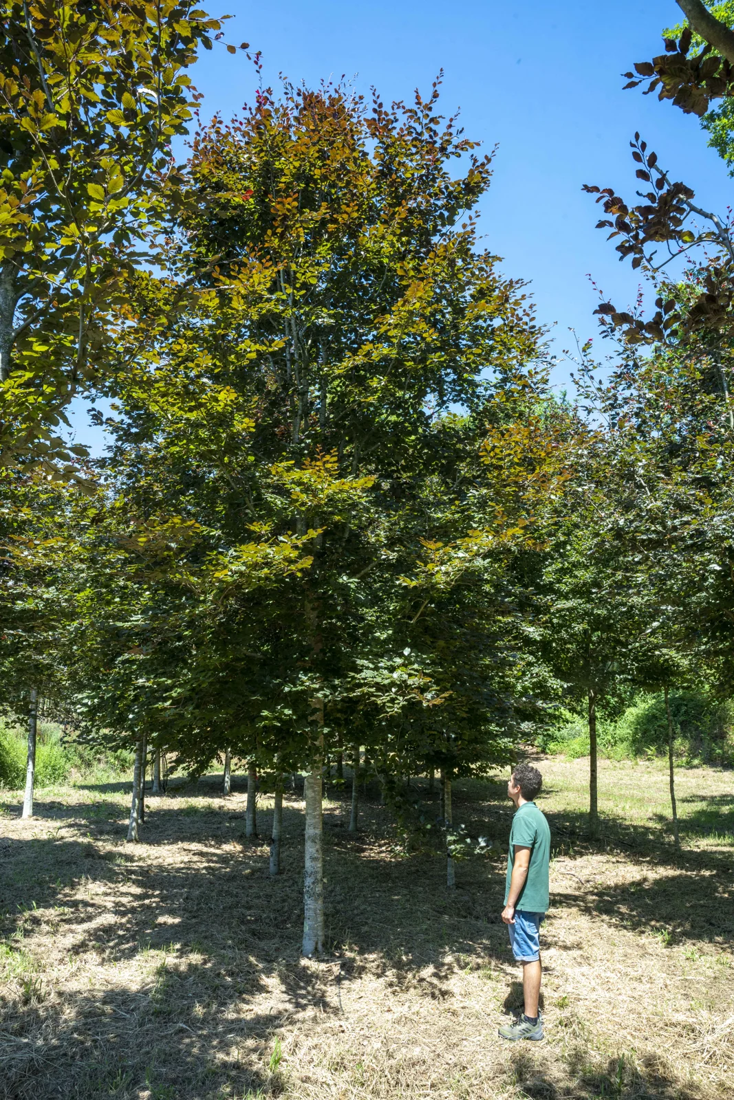 Fagus sylvatica 'Atropurpureum'