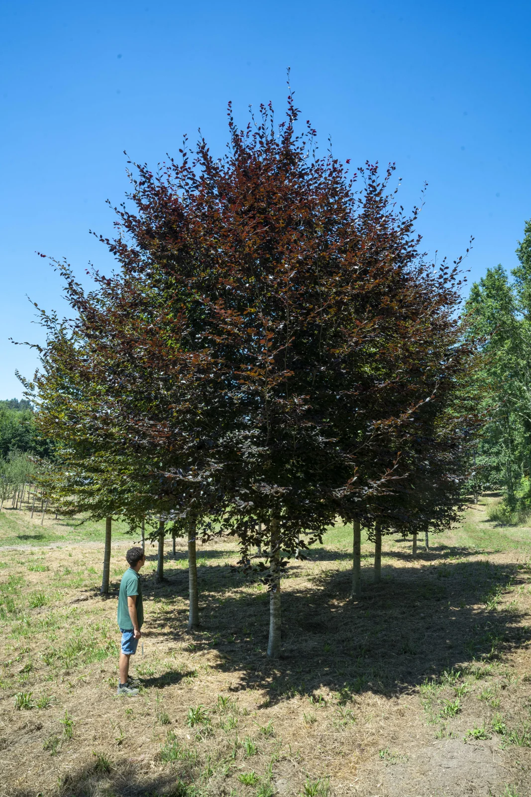 Fagus sylvatica 'Atropurpureum'