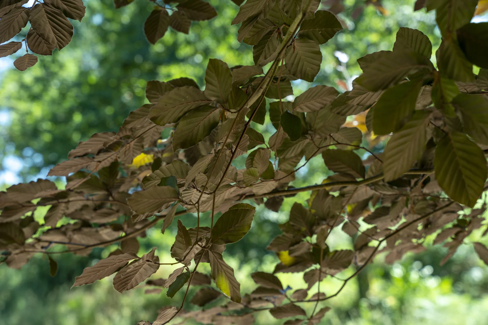 Fagus sylvatica 'Atropurpureum'