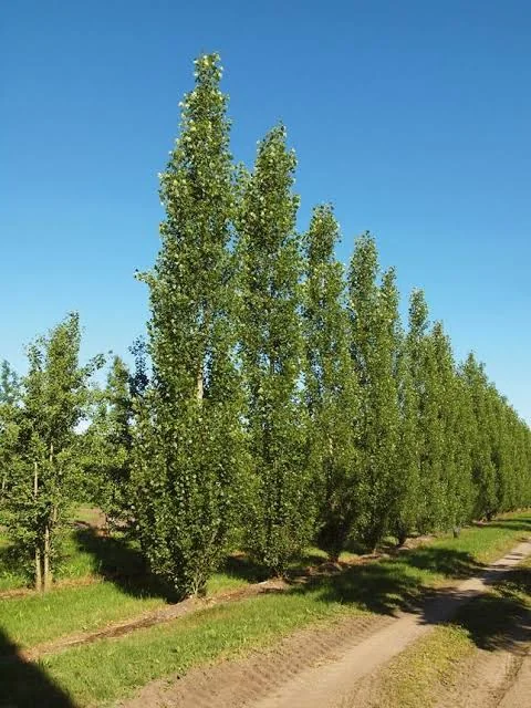 Populus nigra