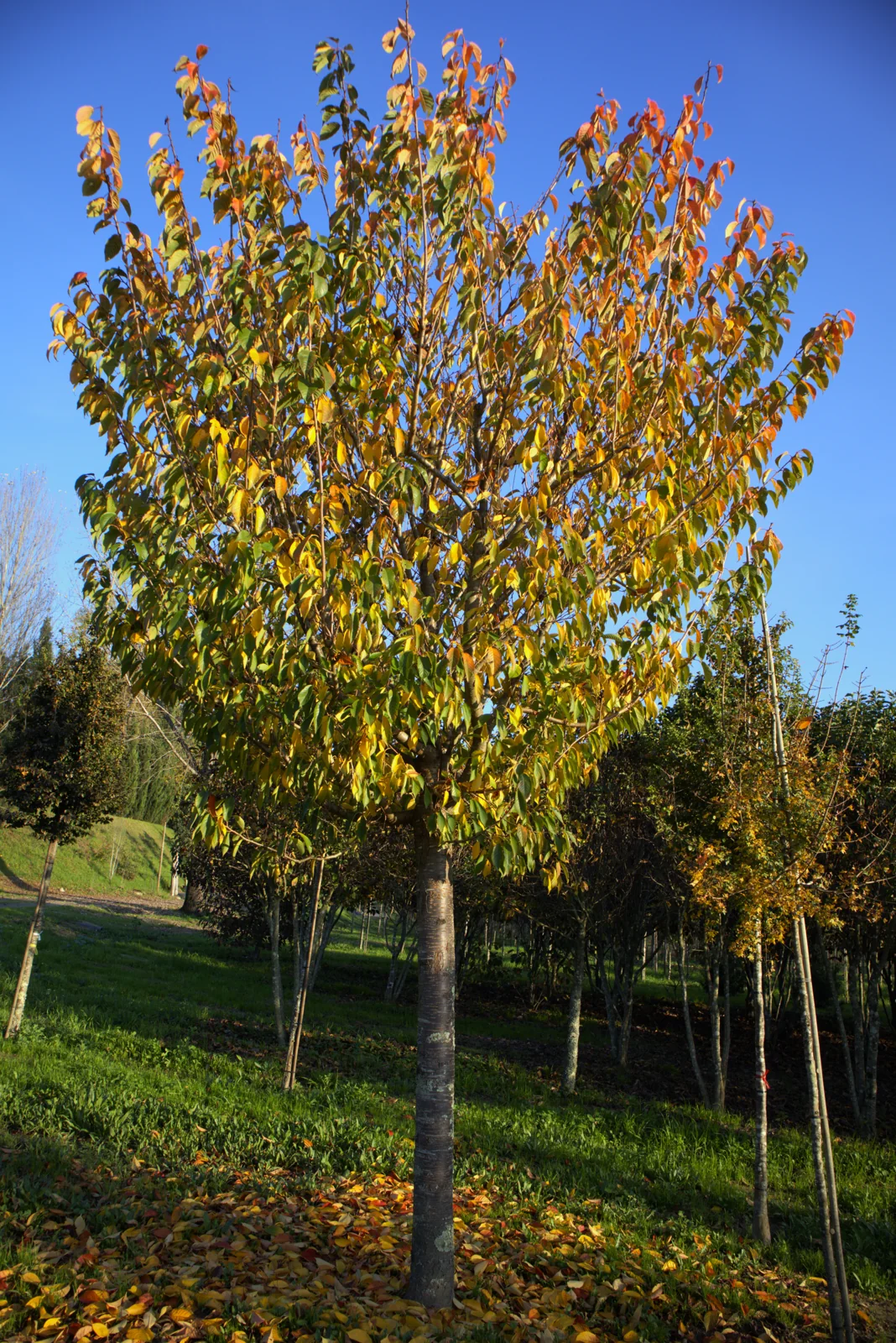Prunus serrulata 'Kanzan'