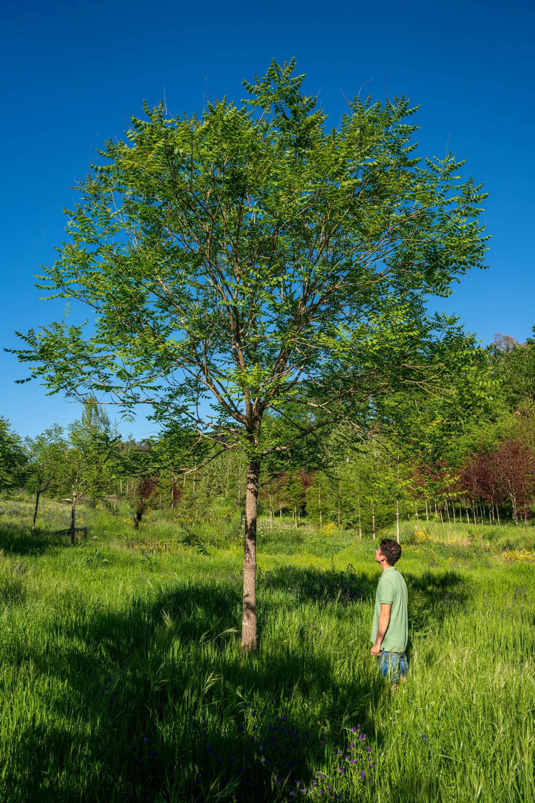 Koelreuteria paniculata