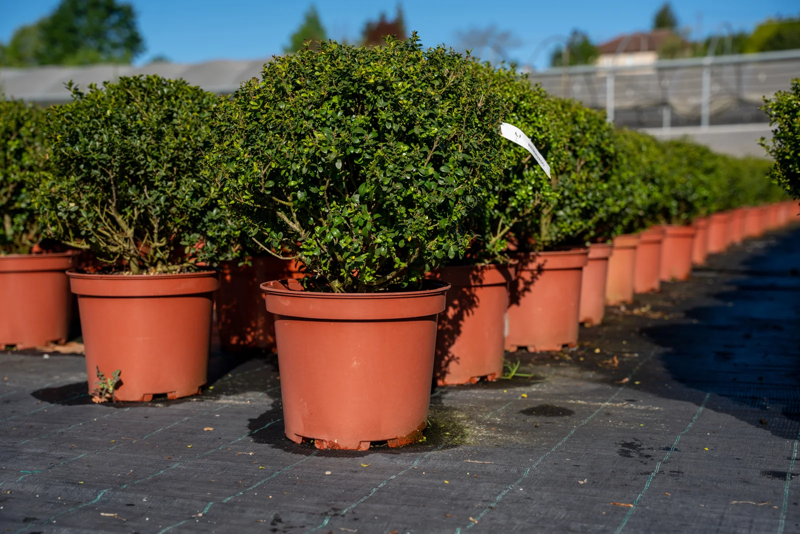 Ilex crenata 'Green Edge'