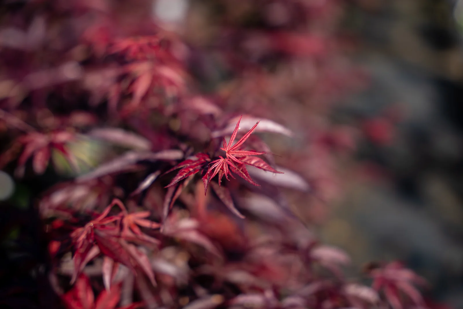 Acer palmatum 'Bloodgood'