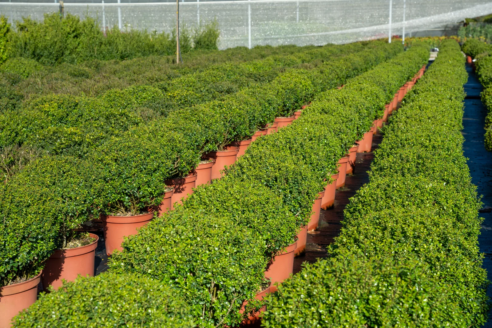Ilex crenata 'Green Edge'