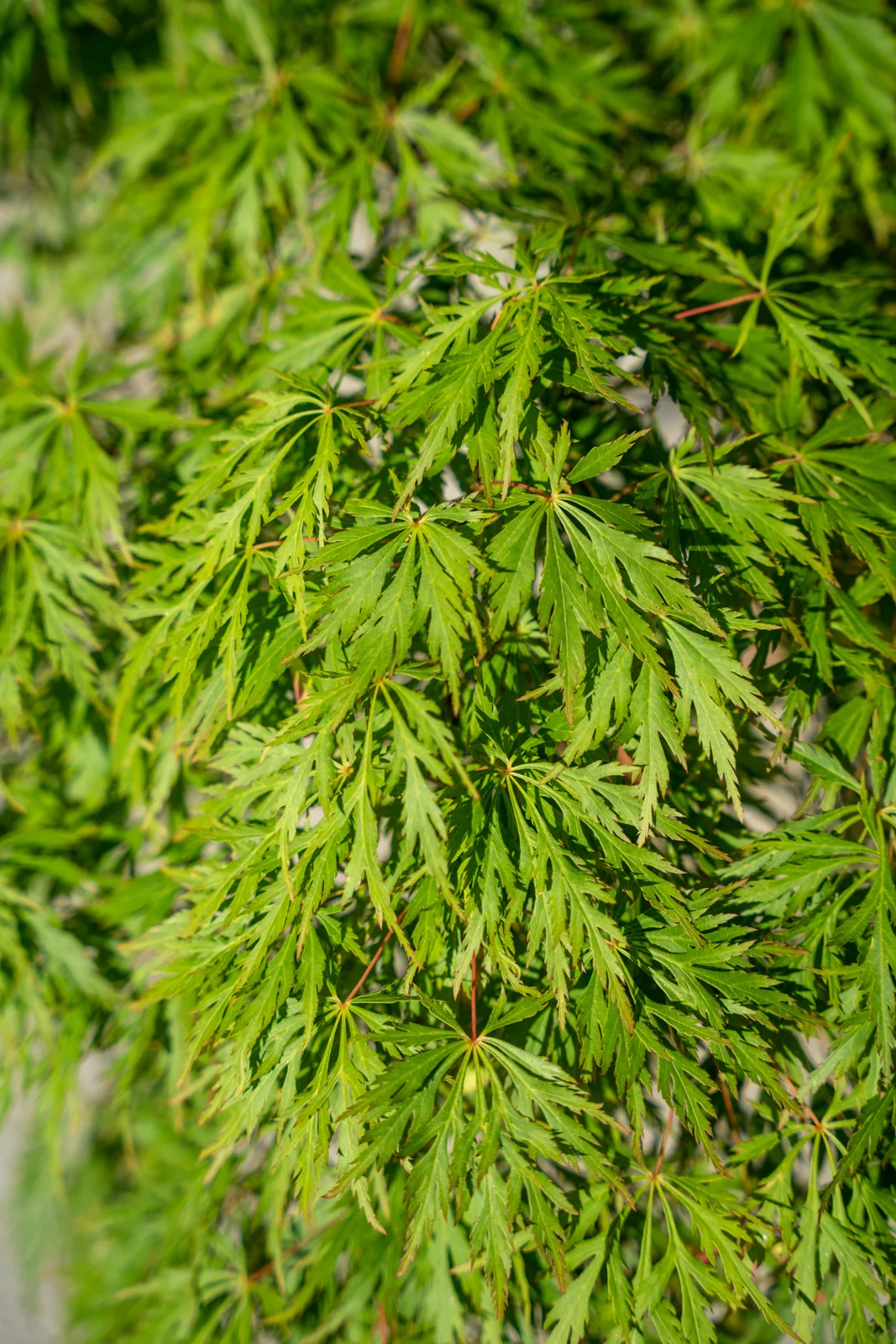 Acer palmatum 'Dissectum'