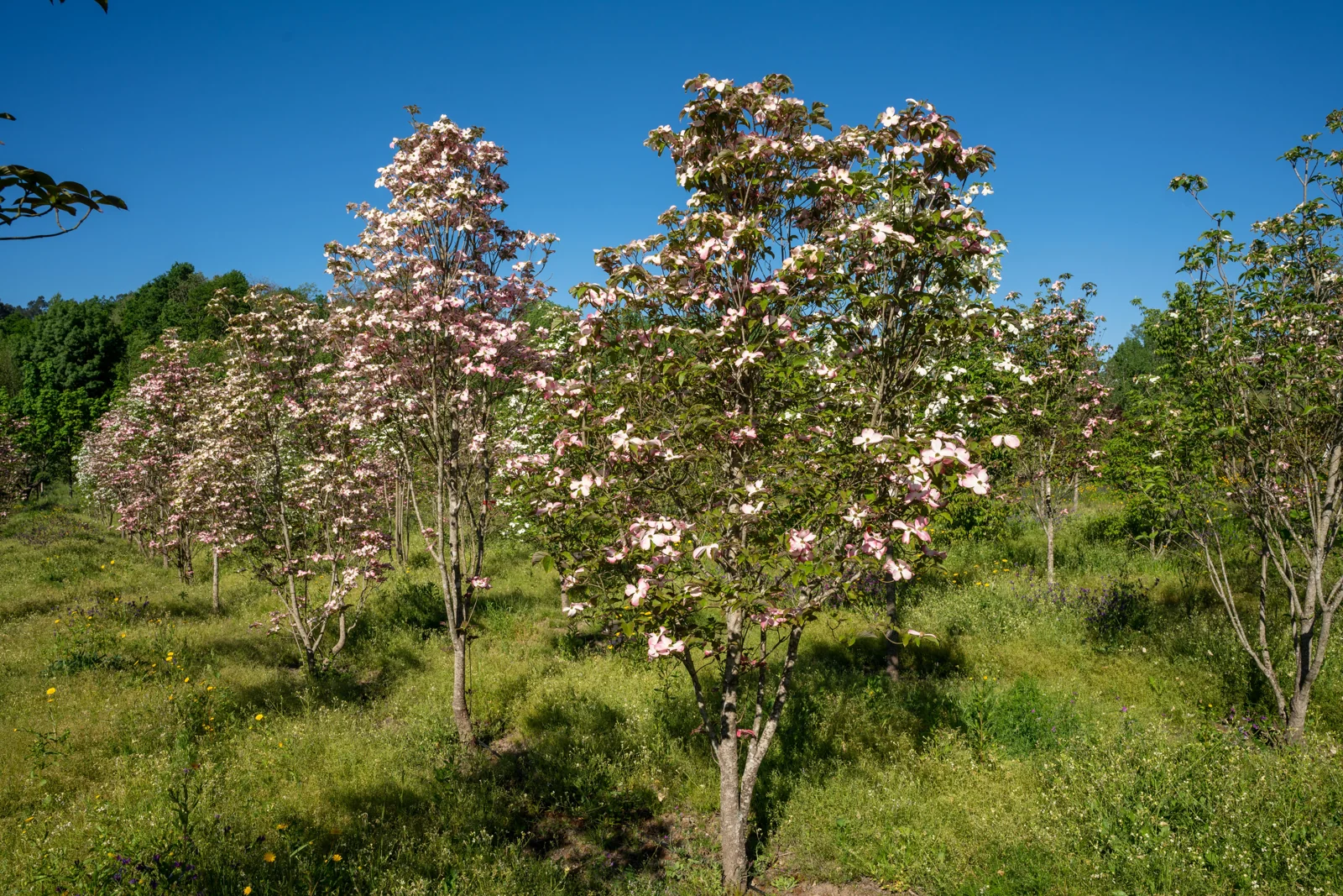 Cornus florida 'Rubra'