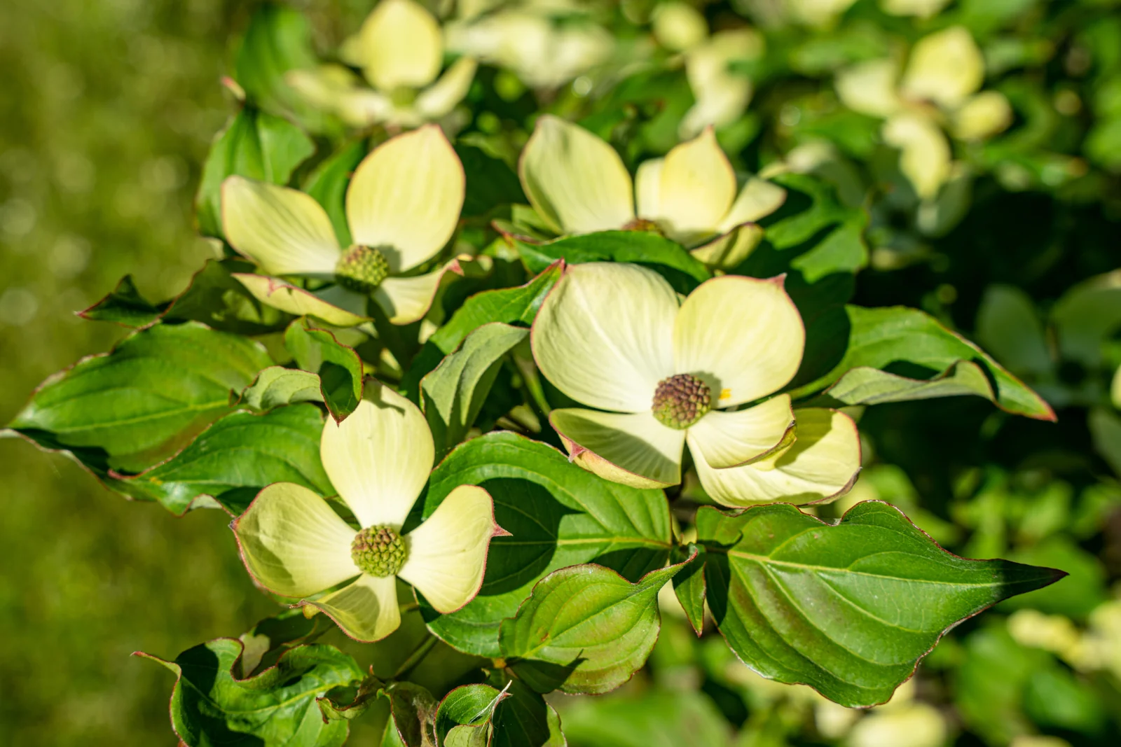 Cornus kousa 'Venus'