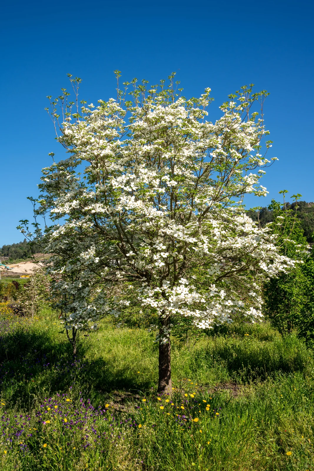 Cornus florida