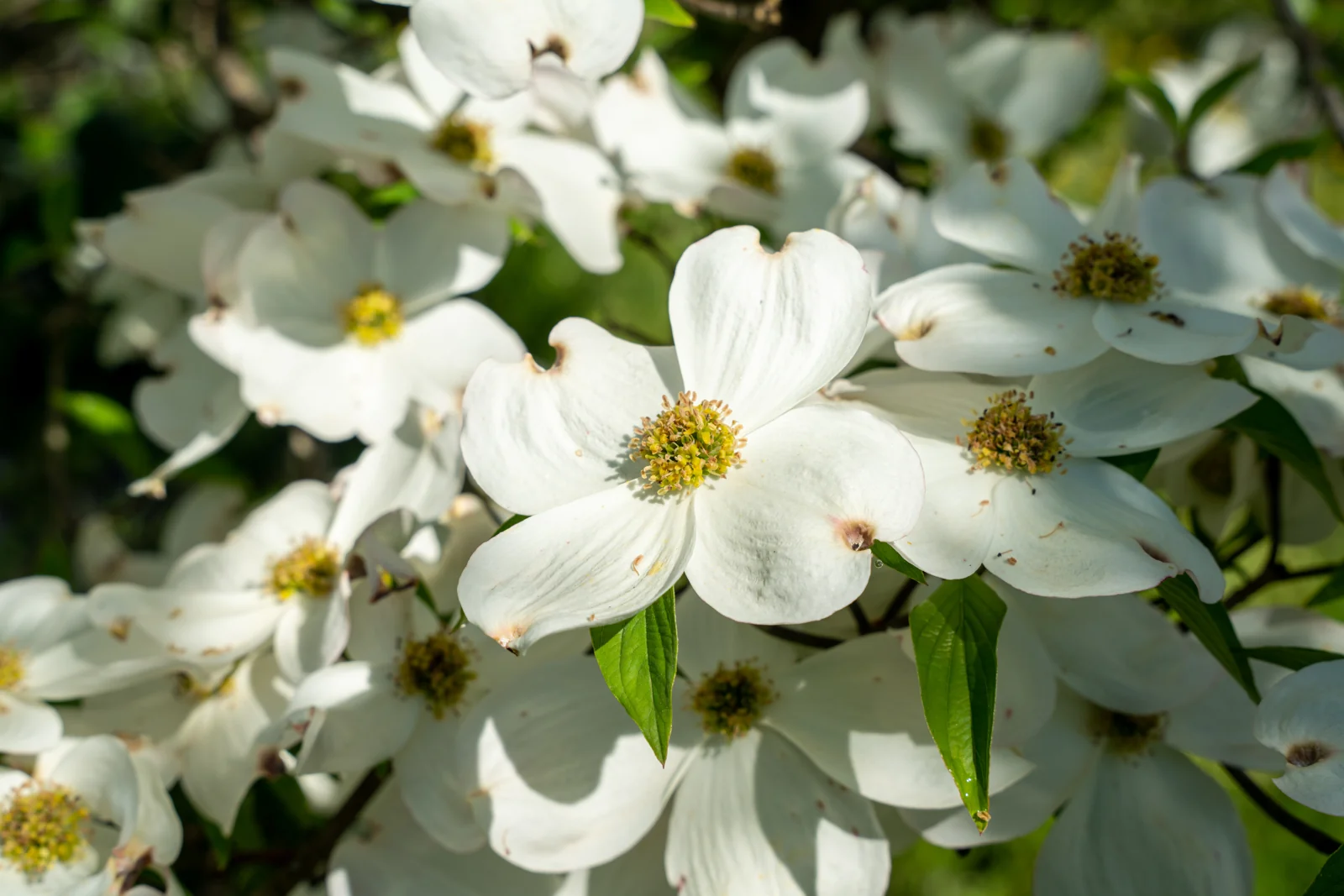 Cornus florida