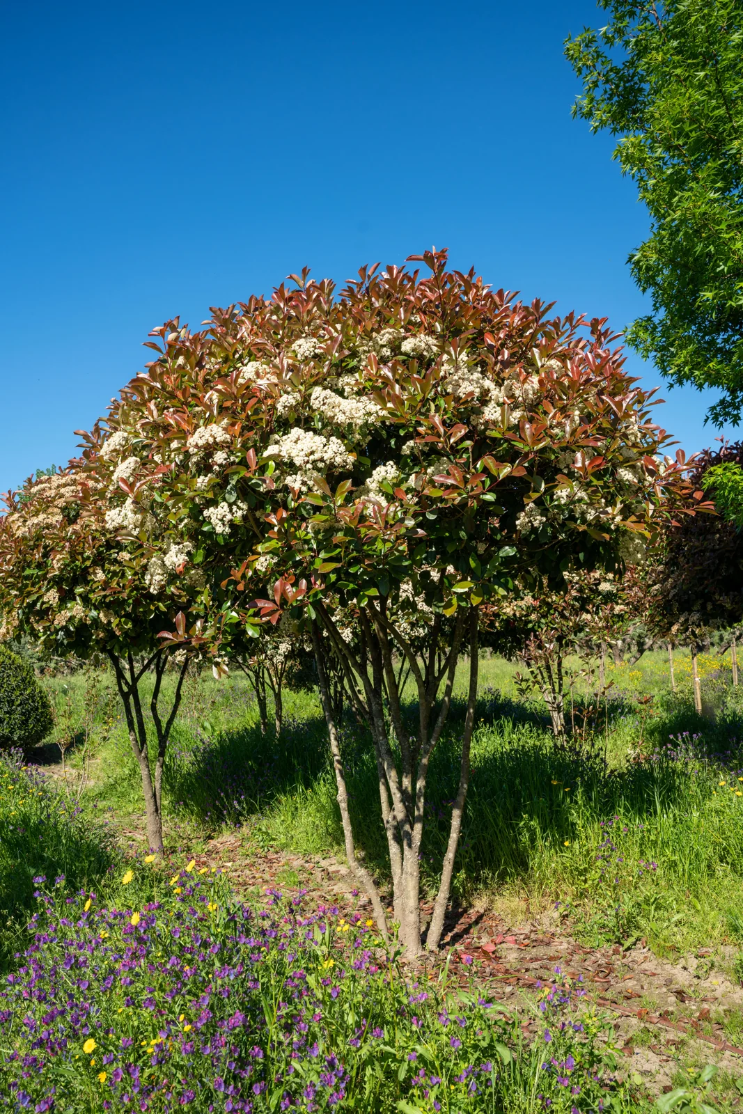 Photinia x fraseri 'Red Robin'