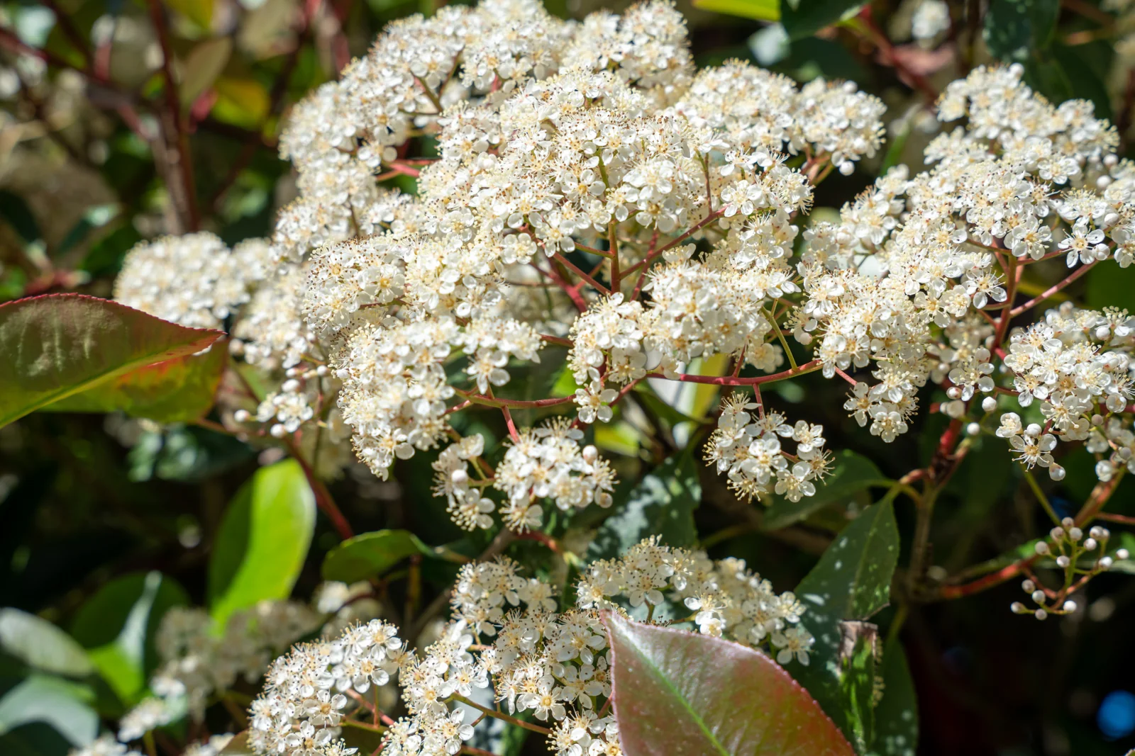 Photinia x fraseri 'Red Robin'