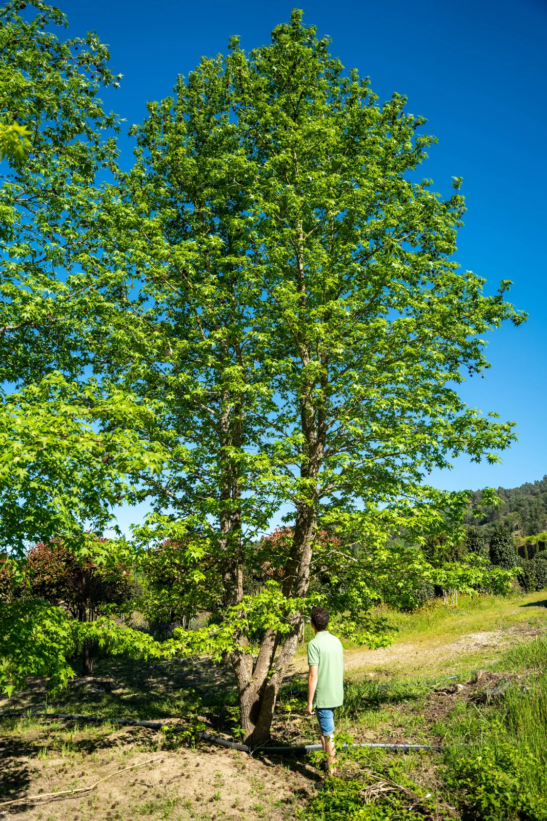 Liquidambar styraciflua