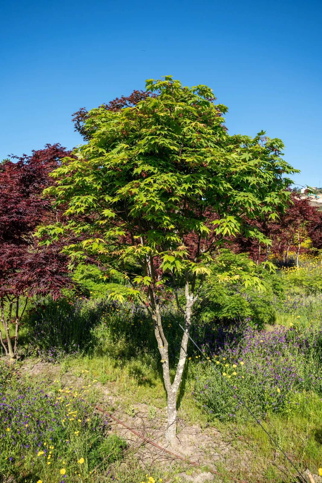 Acer palmatum 'Osakazuki'