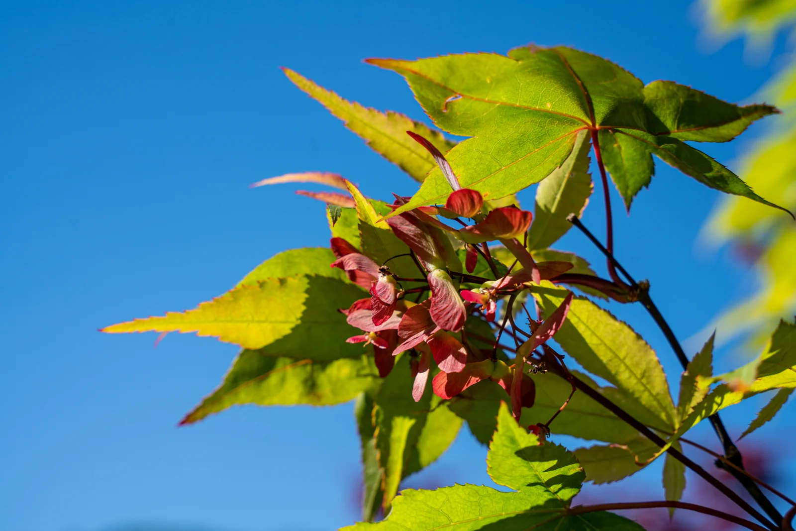 Acer palmatum 'Osakazuki'