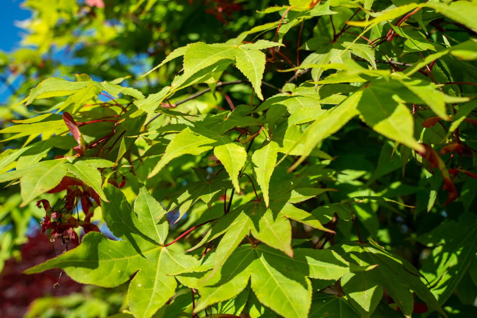Acer palmatum 'Osakazuki'
