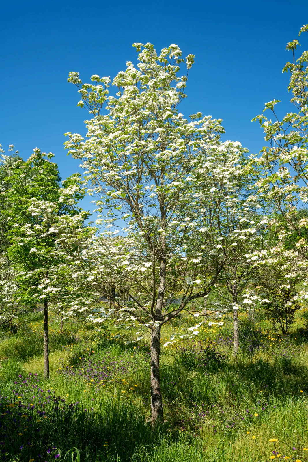 Cornus florida