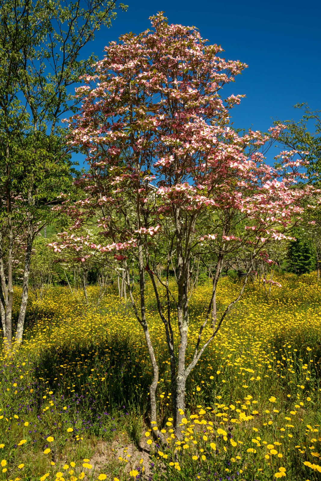 Cornus florida 'Rubra'