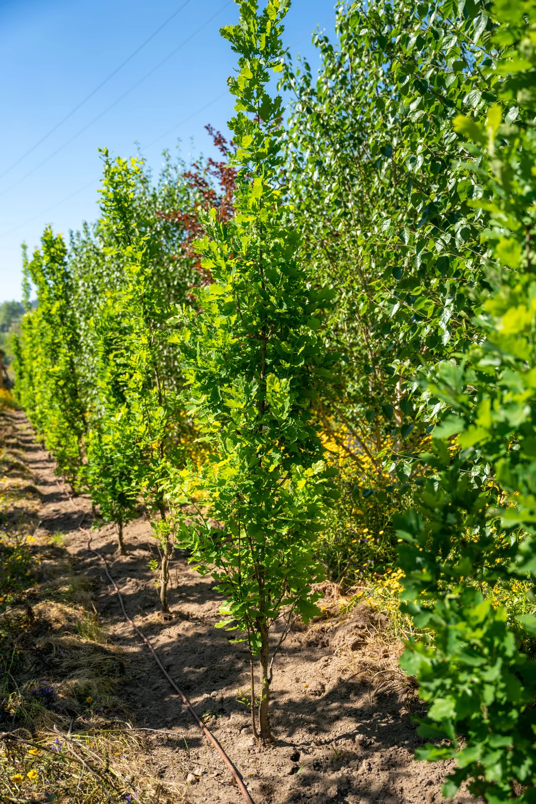 Quercus robur 'Fastigiata Koster'