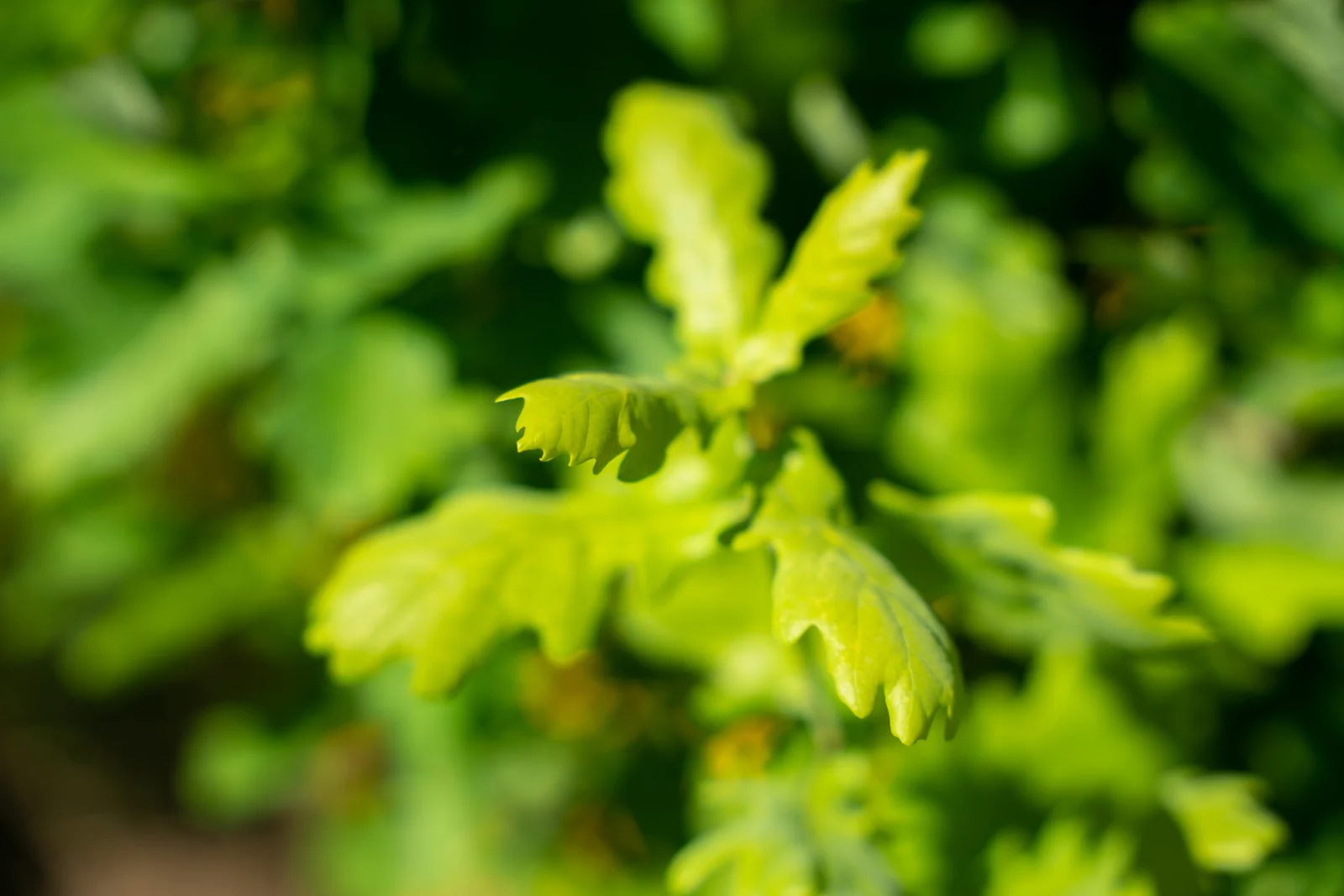 Quercus robur 'Fastigiata Koster'