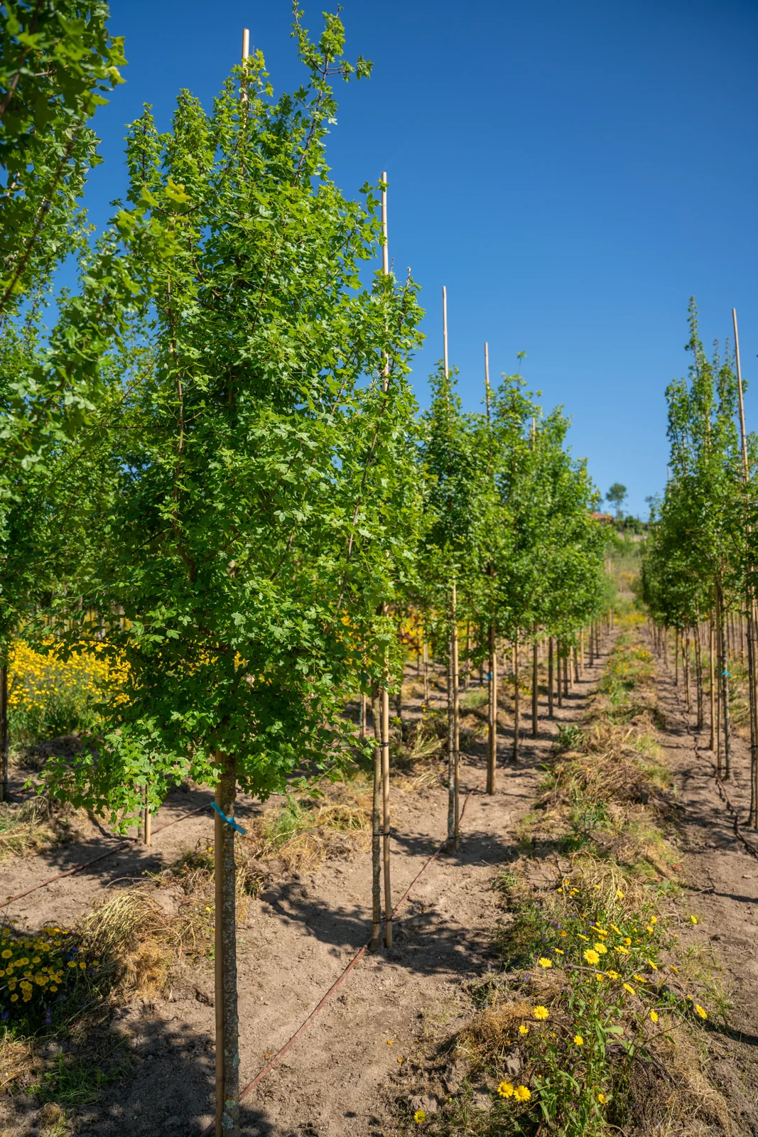 Acer monspessulanum