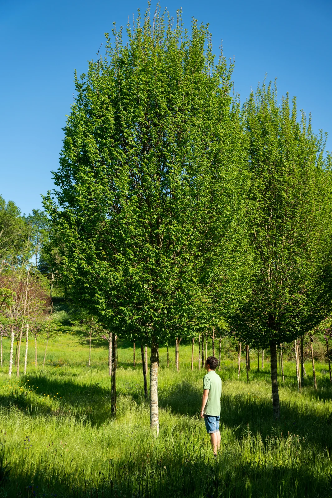 Carpino 'Fastigiata'