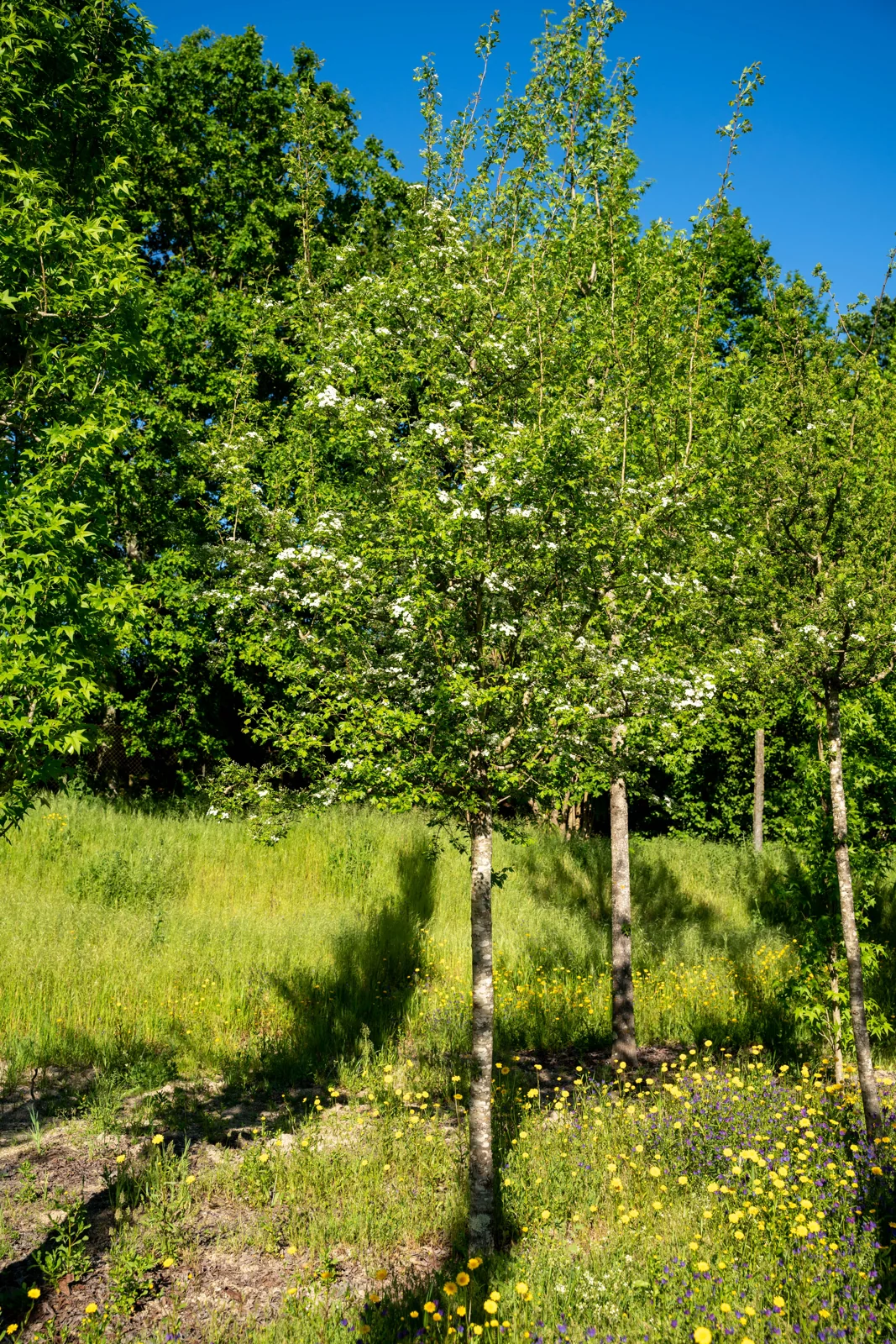 Crataegus monogyna