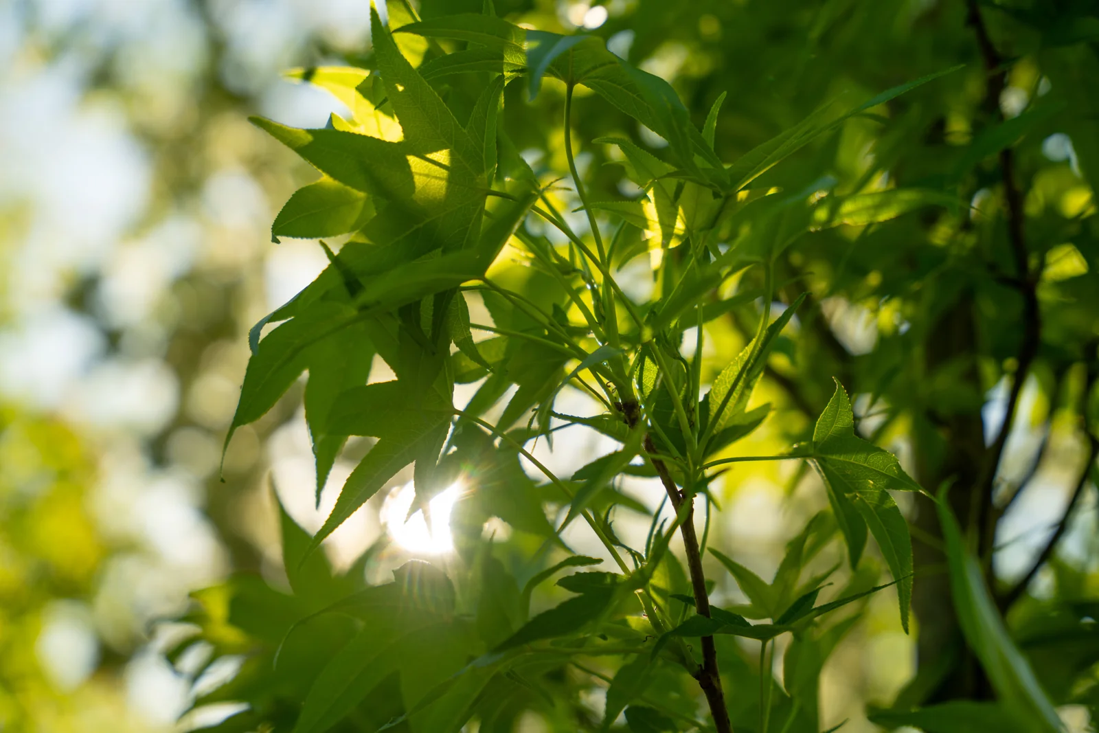 Liquidambar styraciflua 'Slender Silhouette'