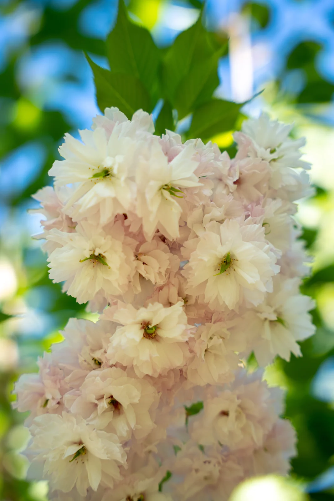 Prunus x yedoensis