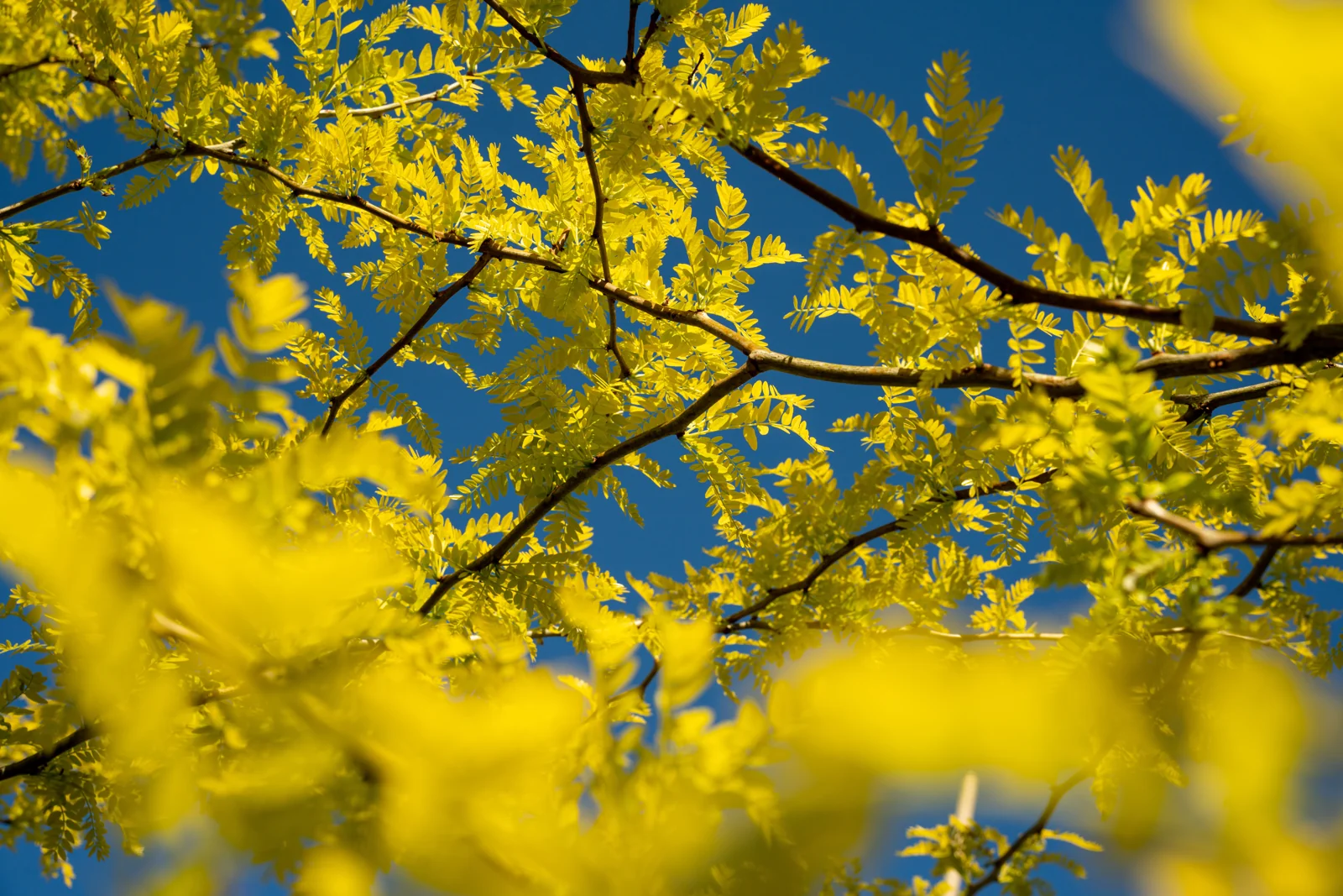 Gleditsia triacanthos 'Sunburst'