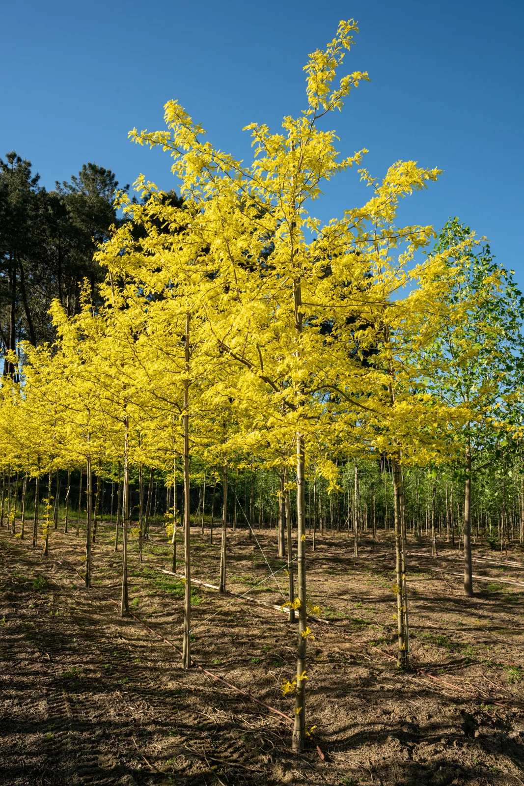 Gleditsia triacanthos 'Sunburst'