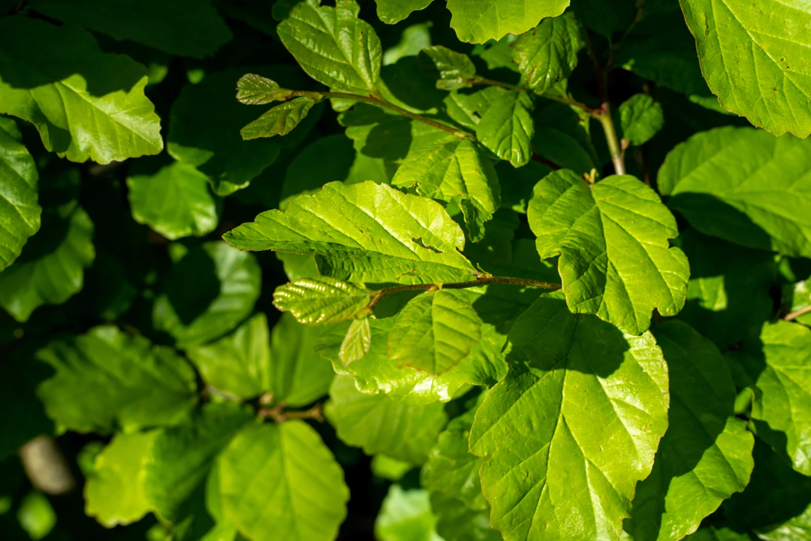 Parrotia persica